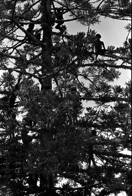 Karl Heider negatives, New Guinea; Men in the Sien Tree