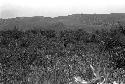 Karl Heider negatives, New Guinea; Men fighting in swamp