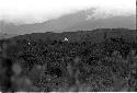 Karl Heider negatives, New Guinea; Action in the swamp area