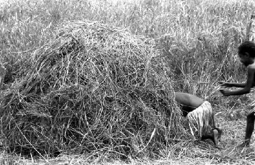 Karl Heider negatives, New Guinea; Little girls crawling into toy honai