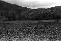 Karl Heider negatives, New Guinea; Fields looking toward the Aikhe