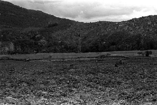 Karl Heider negatives, New Guinea; Fields looking toward the Aikhe