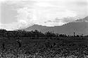 Karl Heider negatives, New Guinea; Little garden house