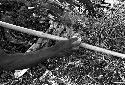 Karl Heider negatives, New Guinea; Man working on spear