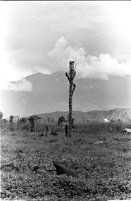 Karl Heider negatives, New Guinea; Woman working in fields and men on a kaio