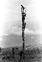 Karl Heider negatives, New Guinea; Women working in fields and men on kaio