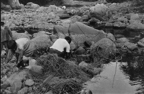 Making grass and stone fish dam