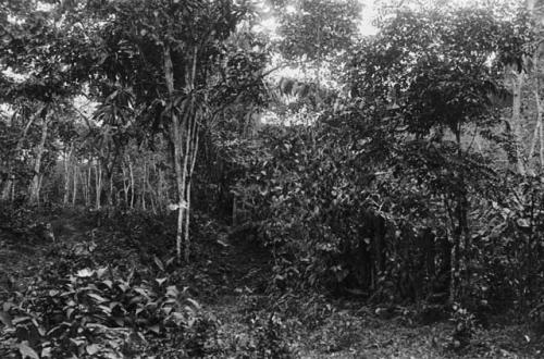 Road in the jungle near Chiguire Arriva