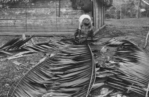 Weaving palm fronds to make a saddle board for roof.