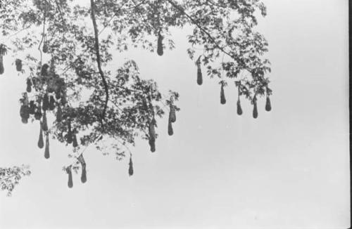 Oropendola nests