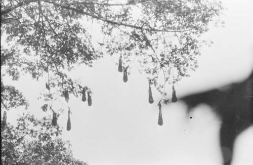 Oropendola nests