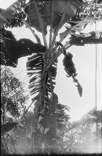 Banana plants