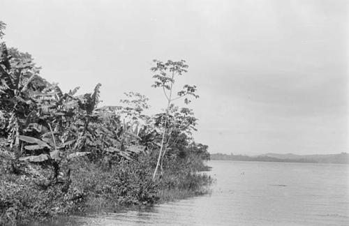 Plants at edge of river