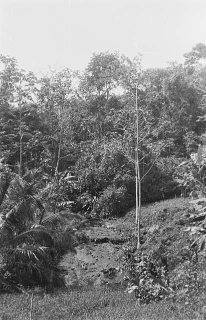 Plants at edge of forest