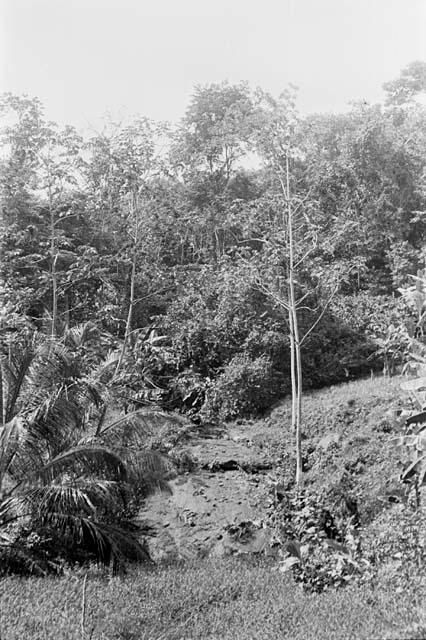 Plants at edge of forest