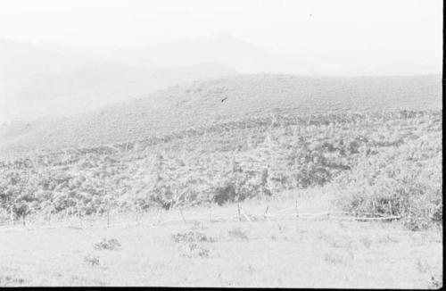 Field of yucca