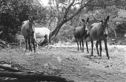 Mules and horse at camp