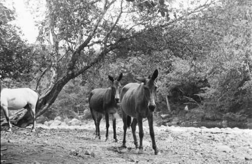 Mules at camp