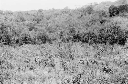 Field of yucca, one year old