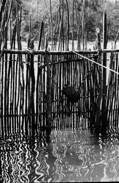 Detail of fish trap, showing attachment of rope holding door open