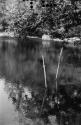 Fishing trap in distance -- in foreground, two sticks used in fishing at night