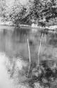 Fishing trap in distance -- in foreground, two sticks used in fishing at night