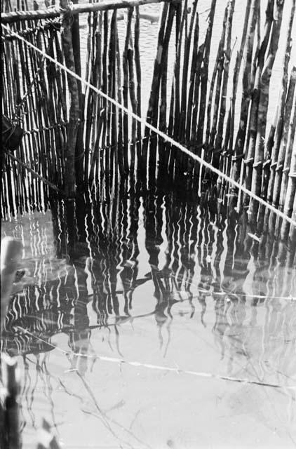 Detail inside fish trap showing rope holding door and strings to bait.