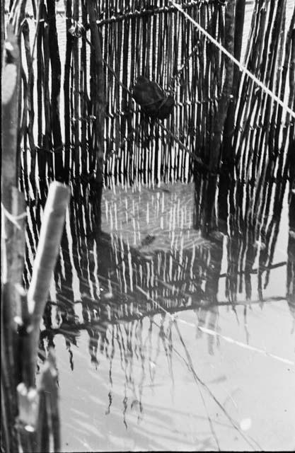 Detail inside fish trap showing rope holding door and strings to bait.