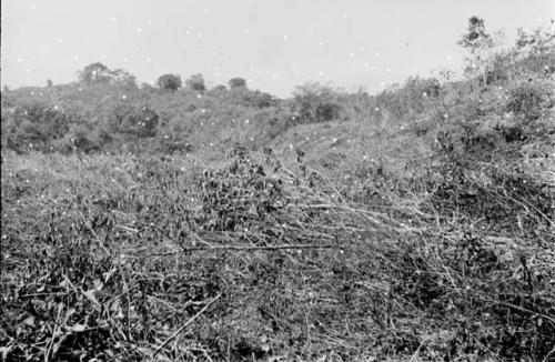 Fields ready for burning