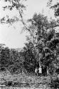 Felling trees to make field for planting