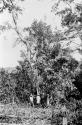 Felling trees to make field for planting