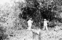 Felling trees to make field for planting