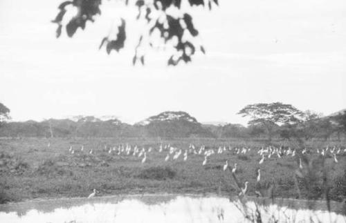 Flooded fields east of camp and water birds