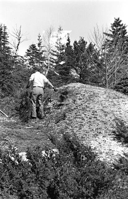 Clearing brush from area to be trenched.