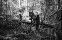 Jungle trail: women returning from bush with fir wood, between Haiari and Sawari