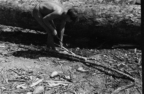 Man stripping skin from stalk of sugar cane