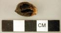 Nut or seed fragment, possibly charred