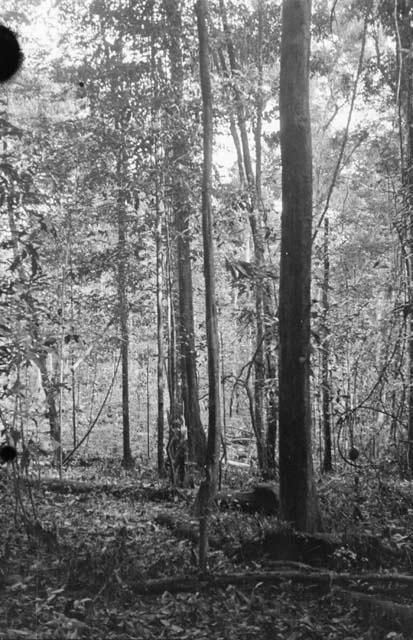 Bush with underbrush cleared away preparatory to cutting the trees.