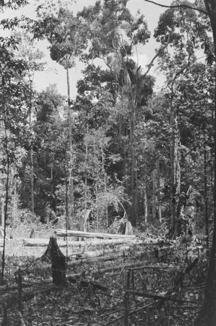 Field in which cutting of trees has just commenced