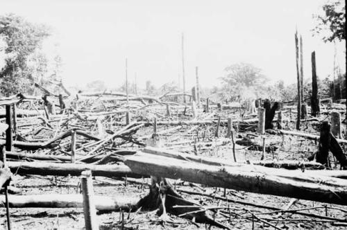 Clearing a field : the trees have been felled and the field is ready to be burned.