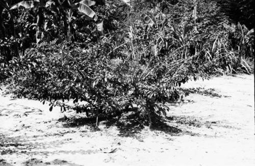 Calabash Bush called Shi'Iyongkwa'Imyako Epu.