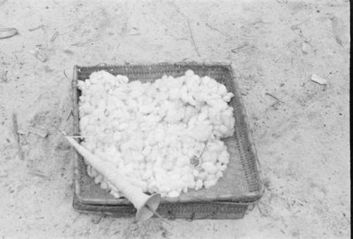 Cotton tray with cotton bolls and spindle.