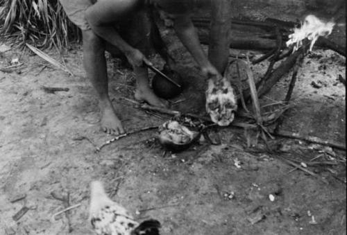 Opening bush turtle preparatory to cooking it. Shells are split apart with cutlass.