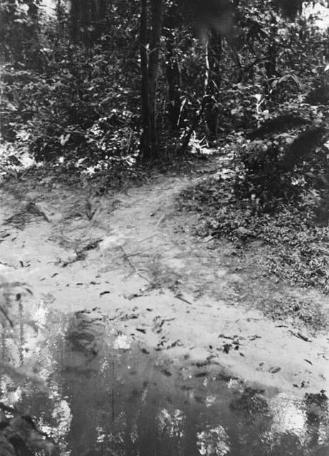 Bathing place in Sawari creek used by Miller's clearing of village of Sawari.