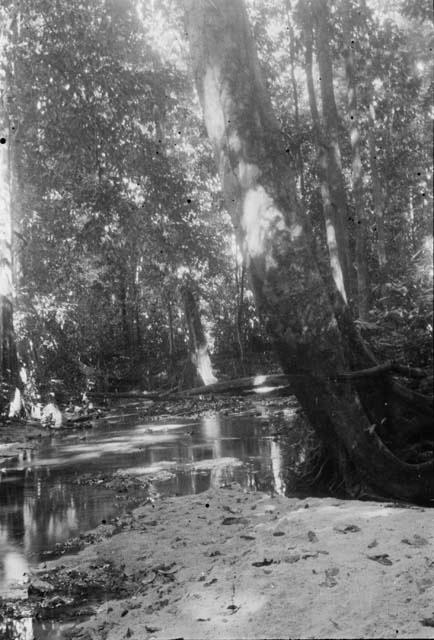 Bathing place in Sawari creek used by Miller's clearing of the village of Sawari