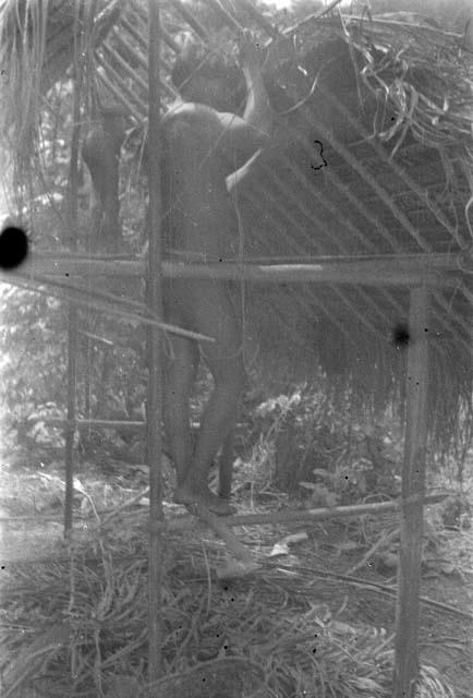 Man attatching thatch to roof of house. He is tying the courses of manicol thatch to the rafters. No scaffolding of poles.