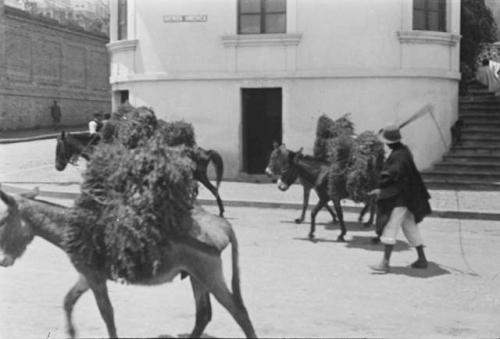 Man with loaded donkeys