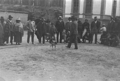 Cock fights in village north of Quito