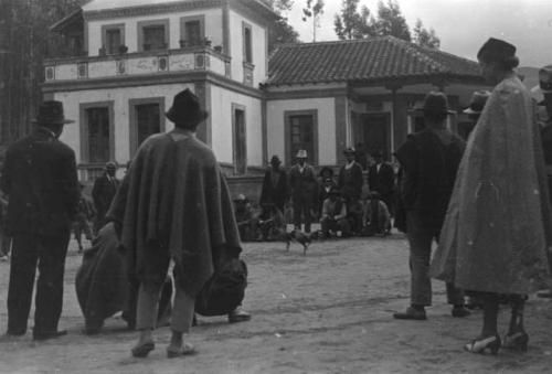 Cock fights in village north of Quito