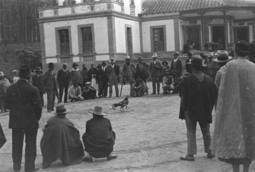 Cock fights in village north of Quito